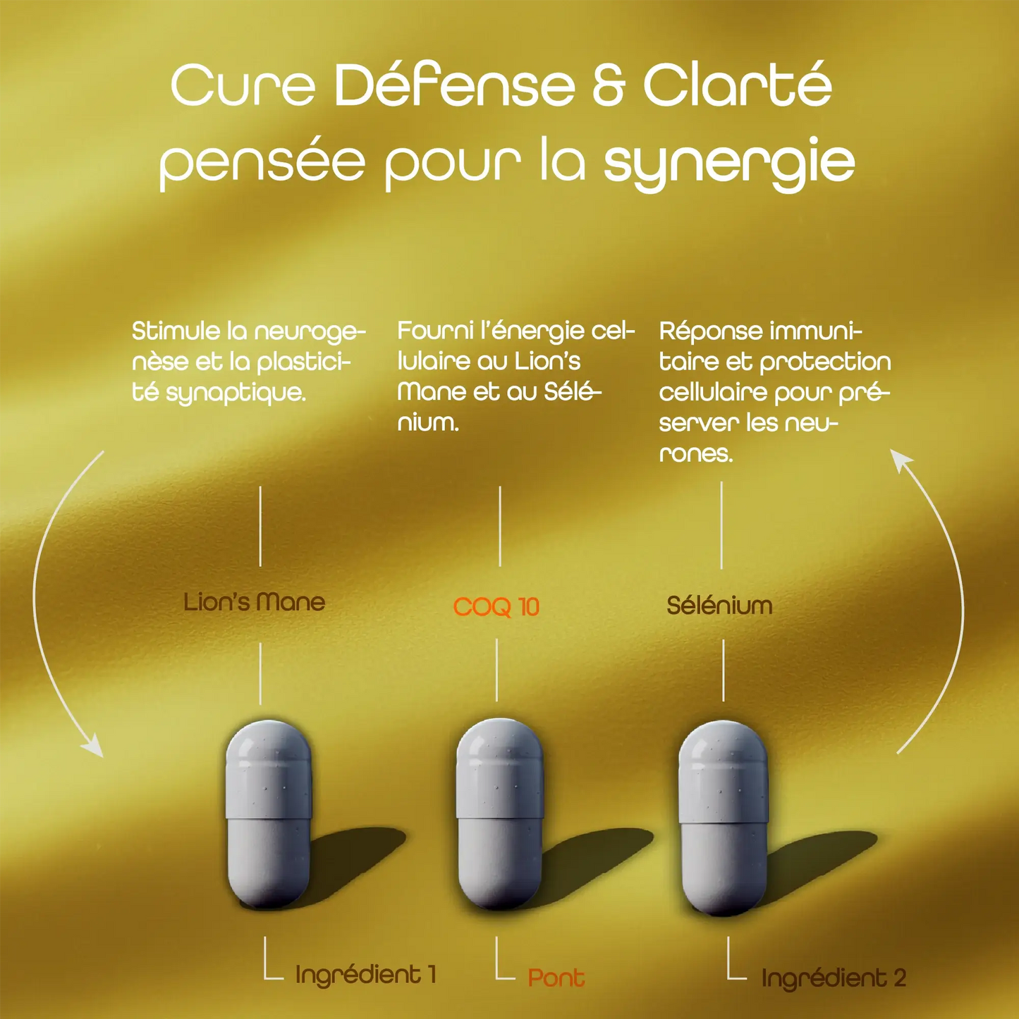 Illustration montrant la synergie du COQ10 , du Lion's Mane et du Sélénium dans la cure Défense & Clarté d'Aqila