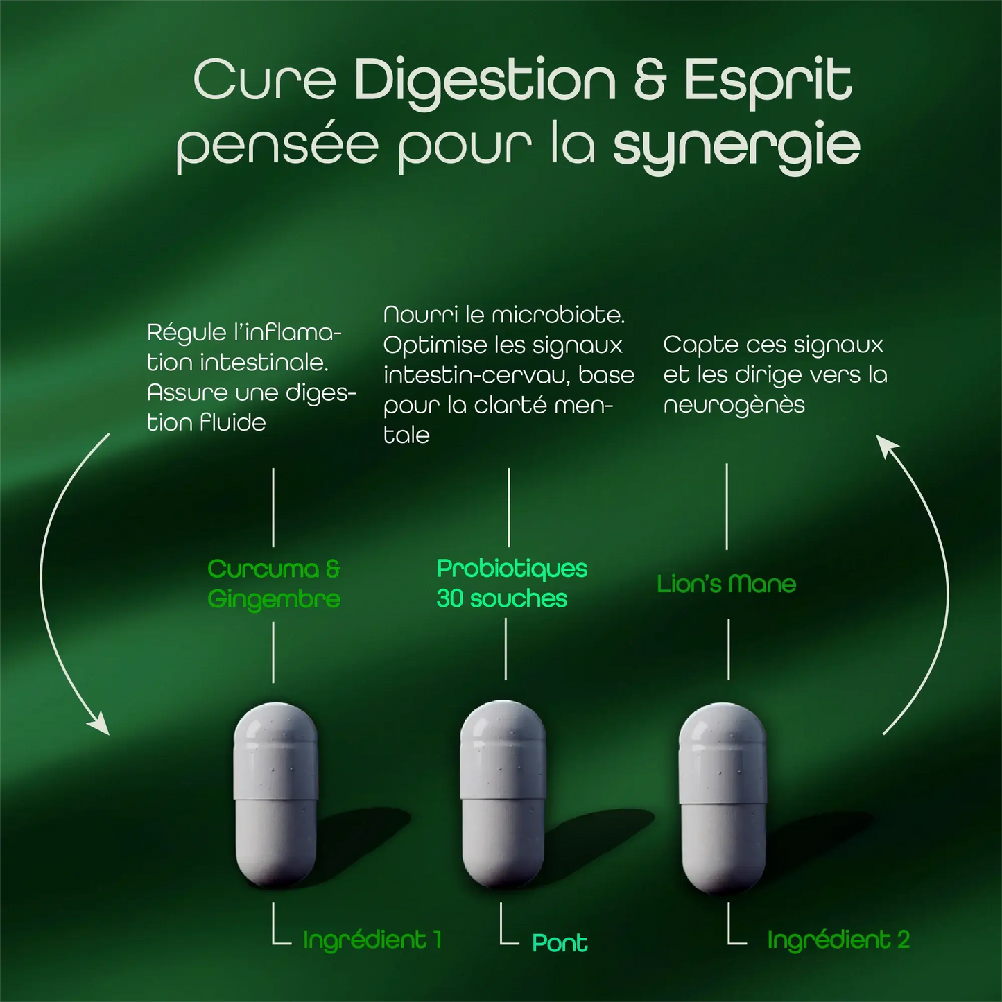 Schéma illustrant la synergie du Curcuma, du Gingembre, des probiotiques 30 souches ainsi que du Lion's Mane, dans la cure Digestion & Esprit Aqila.