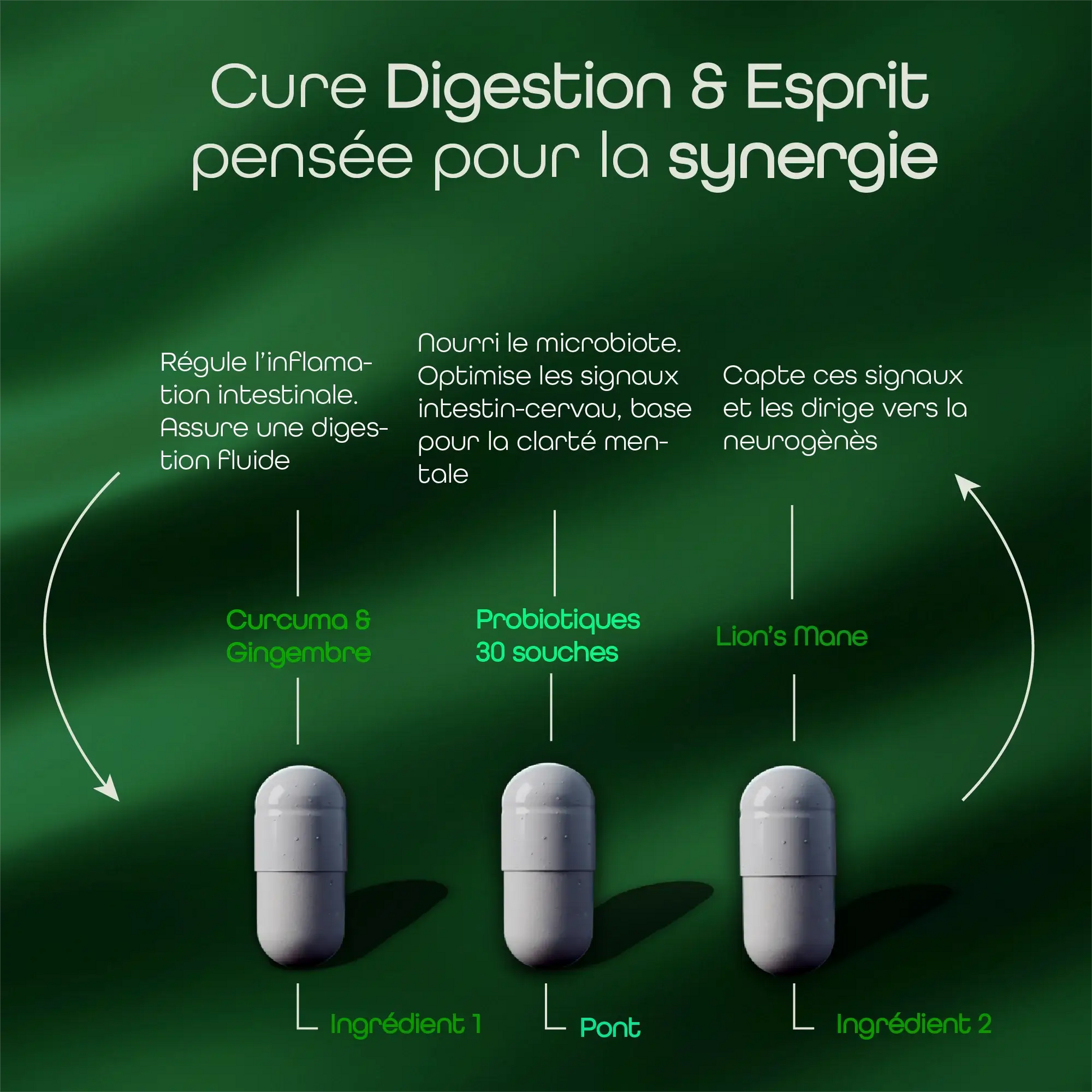 Schéma illustrant la synergie du Curcuma, du Gingembre, des probiotiques 30 souches ainsi que du Lion's Mane, dans la cure Digestion & Esprit Aqila.