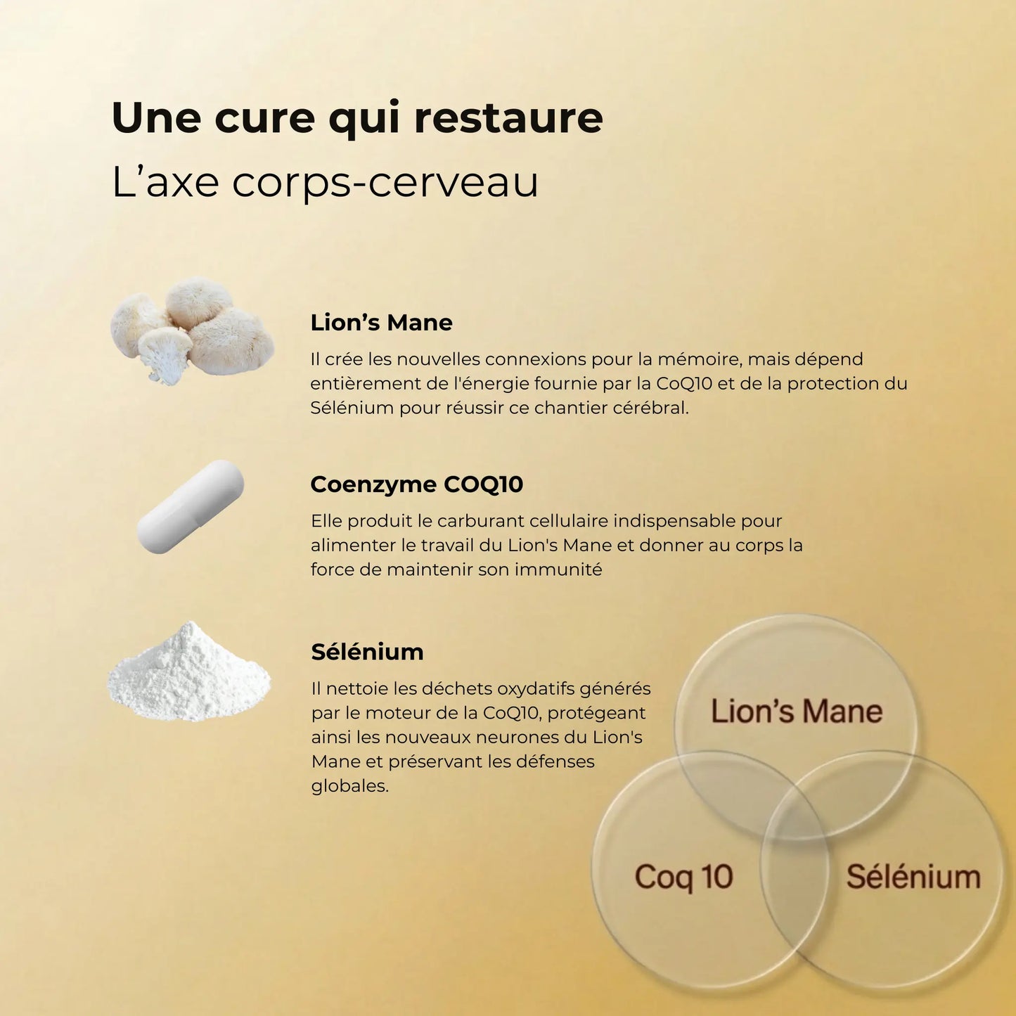Infographie expliquant l'action synergique de la cure sur l'axe corps-cerveau : le rôle du champignon Lion's Mane, du carburant cellulaire CoQ10 et du protecteur Sélénium.