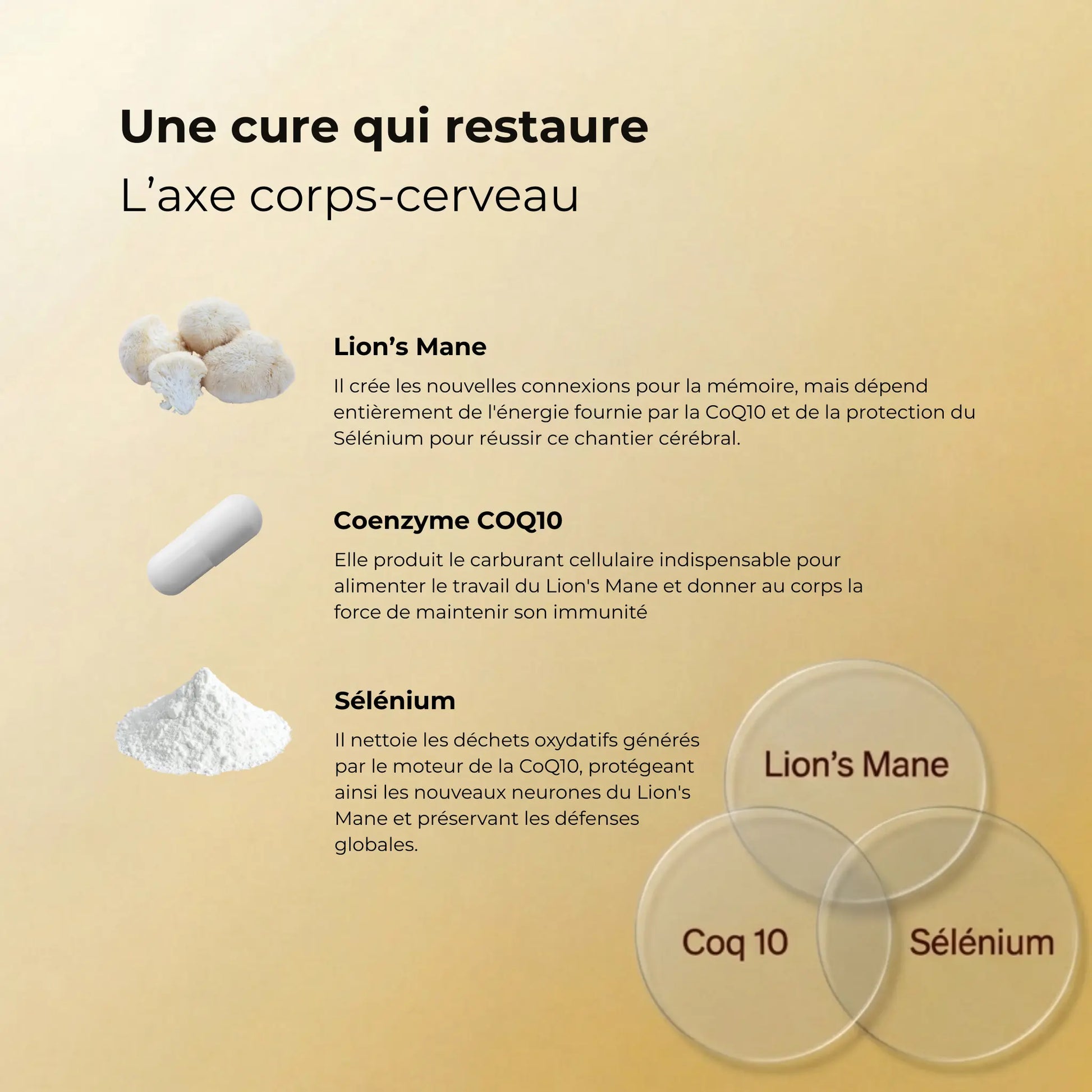 Infographie expliquant l'action synergique de la cure sur l'axe corps-cerveau : le rôle du champignon Lion's Mane, du carburant cellulaire CoQ10 et du protecteur Sélénium.
